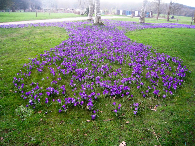 Crocus display at Trentham Gardens planted by local Rotary Clubs.